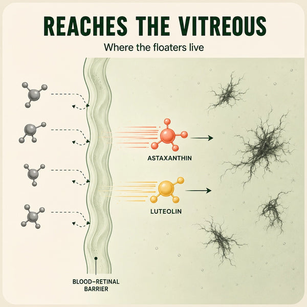 1. Crosses The Blood-Retinal Barrier