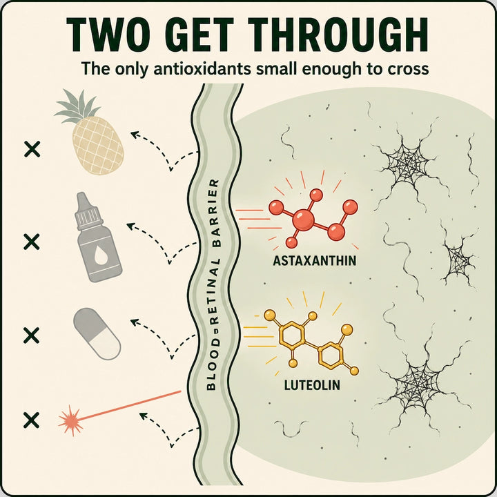 5. The Two Antioxidants Small Enough To Reach Your Floaters