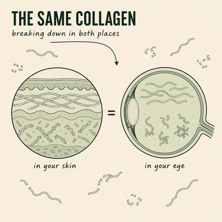 2. The Collagen In Your Skin And The Collagen In Your Eye Are The Same